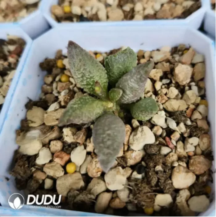 Adromischus  Red Licorice - Image 2