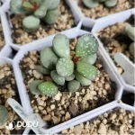 Adromischus White Sugar Bean - Image 2