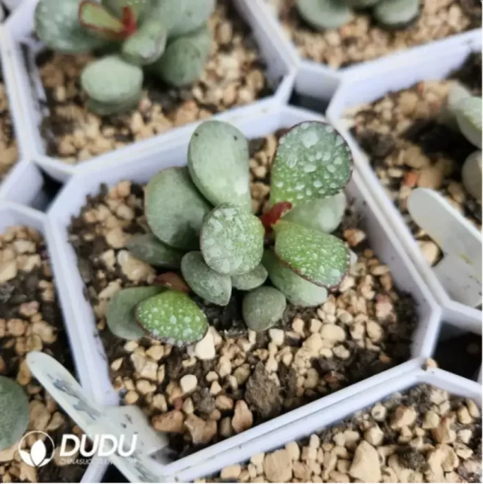 Adromischus White Sugar Bean - Image 2