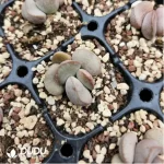 Adromischus Abdomen - Image 2