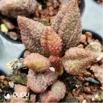 Adromischus Spotted Yellow Croaker - Image 2