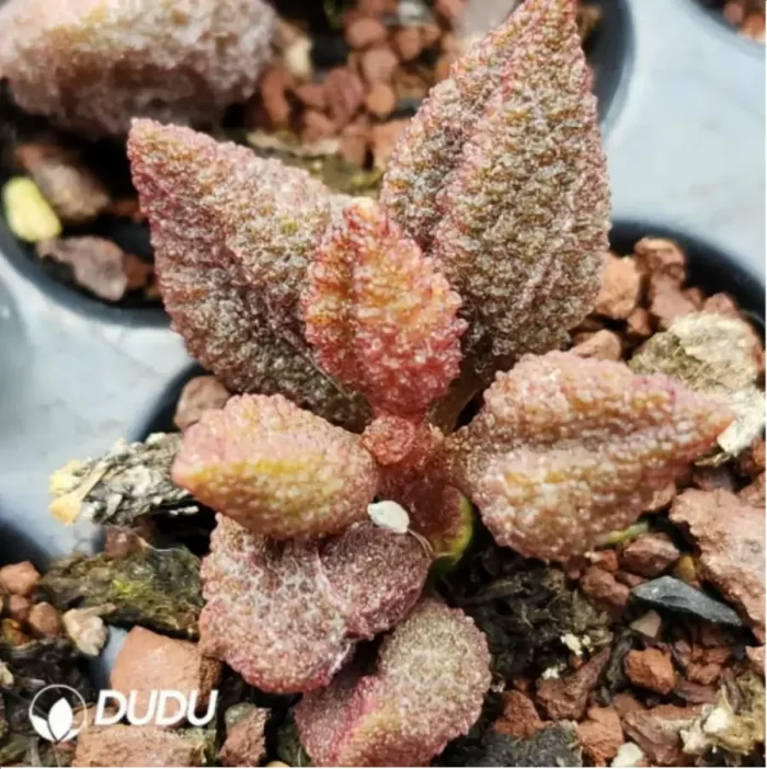 Adromischus Spotted Yellow Croaker - Image 2