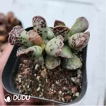 Adromischus Marianae - Image 2