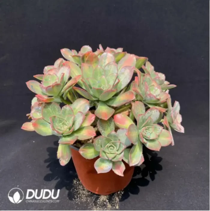 Aeonium Pink witch Cristata - Image 2