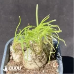 Pachypodium Gracilius - Image 2