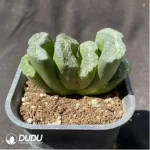 Haworthia Grotto King - Image 2
