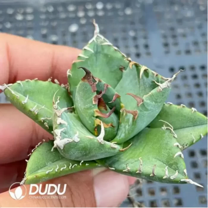 Haworthia Moggica - Image 2