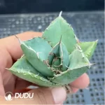 Agave Devil - Image 2