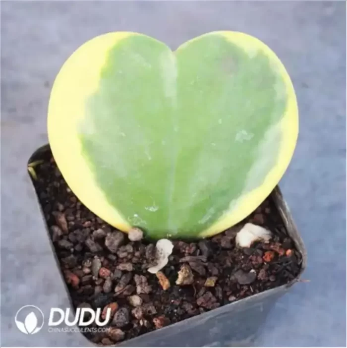 Anacardiaceae-Operculicarya Pachypus - Image 2