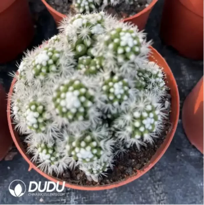 Cactus-Cereus Mammillaria Vetula Arizona Snowcap Clustering - Image 2