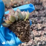 105Pcs/Tray Echeveria Dark Ice Seedlings(Mix & Match 5+) - Image 2