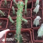 Euphorbia-Tortirama - Image 2