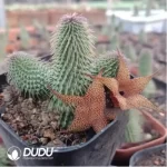 Asclepiadaceae Pseudolithos Migiurtinus - Image 2