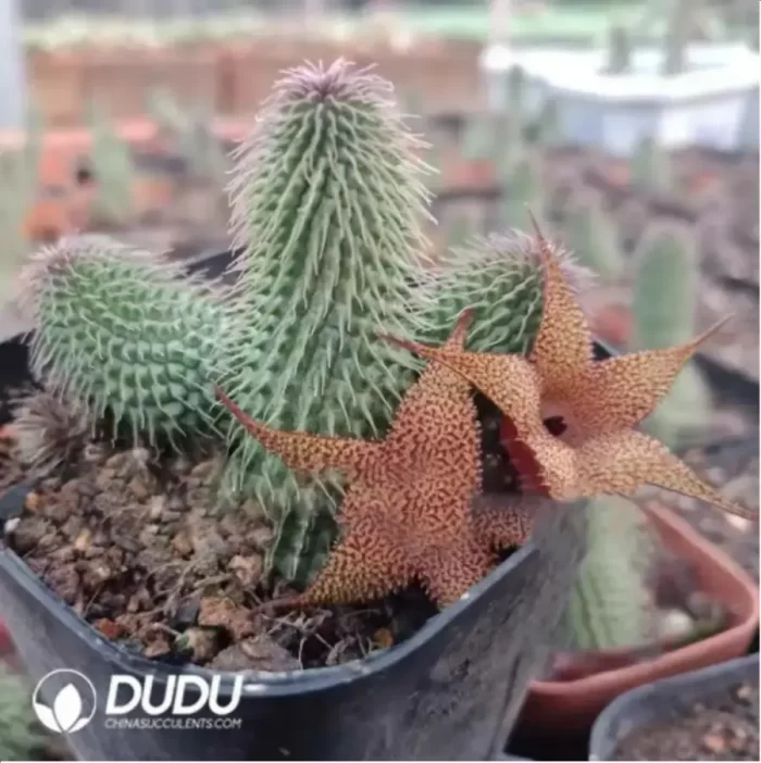 Asclepiadaceae Pseudolithos Migiurtinus - Image 2