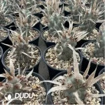 Cactus-Astrophytum myriostigma var. nudum - Image 2