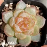 Echeveria Coral Island - Image 2