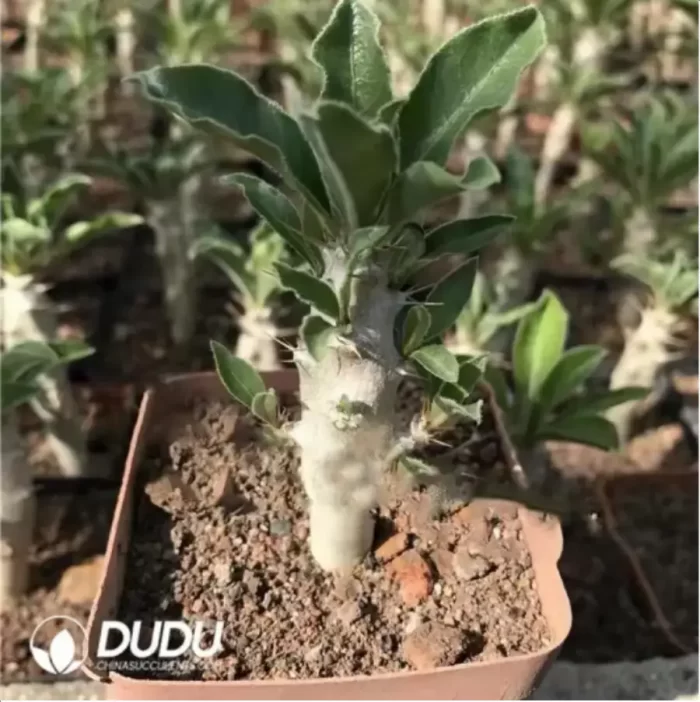 Pachypodium-saundersii N.E.Br. - Image 2