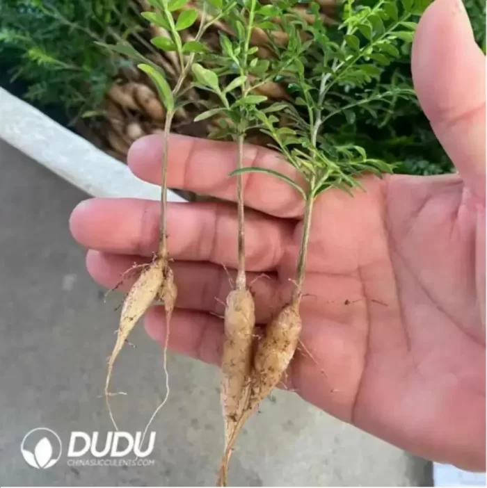 Anacardiaceae-Operculicarya Pachypus - Image 2