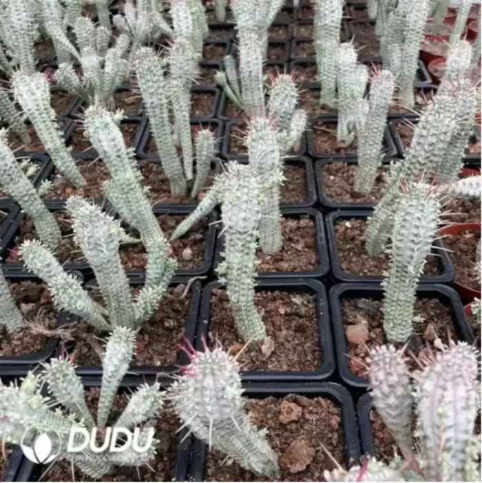 Euphorbia-Mammillaris Variegata - Image 2