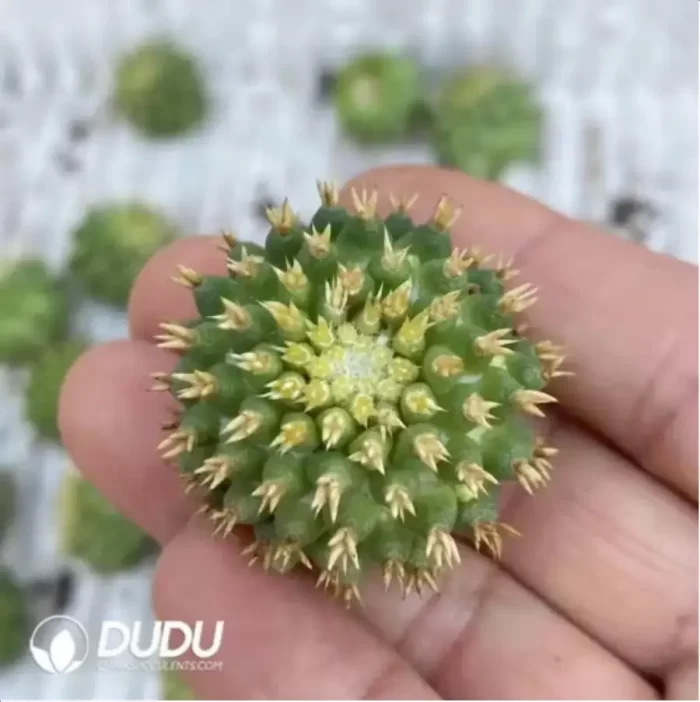 Cactus-Uebelmannia - Image 2