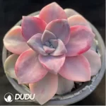 Graptopetalum Purple Delight Variegated - Image 3