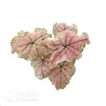 0.3/Pcs Caladium 'CM66' Seedling(100Pcs?? - Image 3