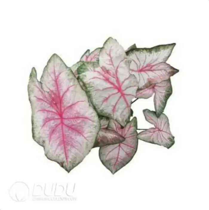 0.3/Pcs Caladium 'C7' Seedling(100Pcs?? - Image 3