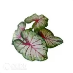 0.3/Pcs Caladium 'Apple blosson' Seedling(100Pcs?? - Image 3