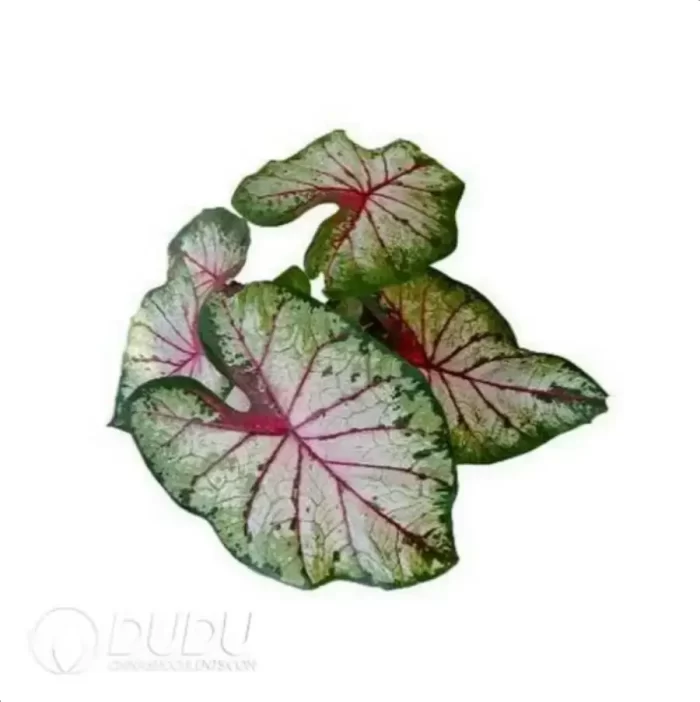 0.3/Pcs Caladium 'Apple blosson' Seedling(100Pcs?? - Image 3