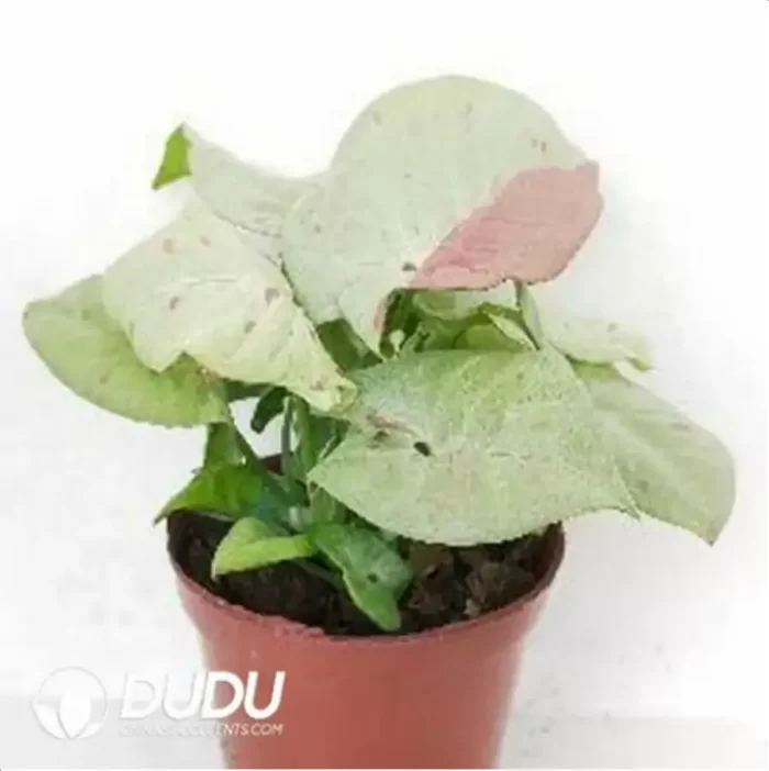 0.2/Pcs Syngonium Milk CONFETTI Seedling(100Pcs?? - Image 3