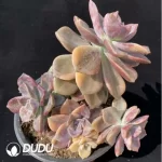 Aeonium Jiannanchun clustering - Image 3