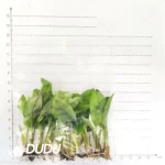 0.3/Pcs Calathea medallion V2 Seedling(100Pcs?? - Image 3