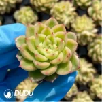 105Pcs/Tray Echeveria Flash Seedlings(Mix & Match 5+) - Image 3