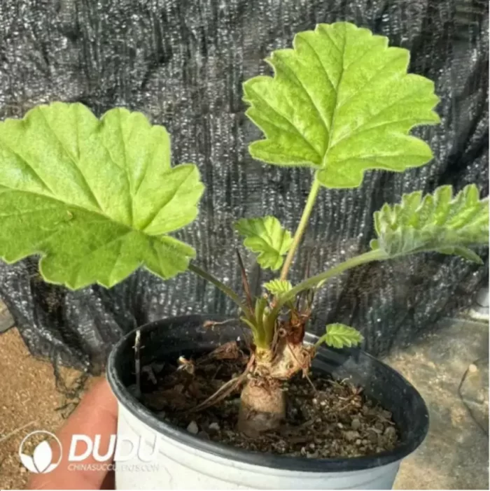 240MM Aeonium Sweet Tea Clustering - Image 3