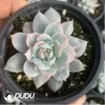 Echeveria Blue bird variegated - Image 3