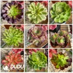 Aeonium Blind Box 50 Pcs - Image 3