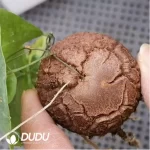 Dioscorea elephantipes (L'H??r.) Engl. - Image 3