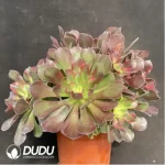 Aeonium fireworks Clustering - Image 3