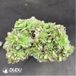 Aeonium canariense var. canariense Cristate - Image 3