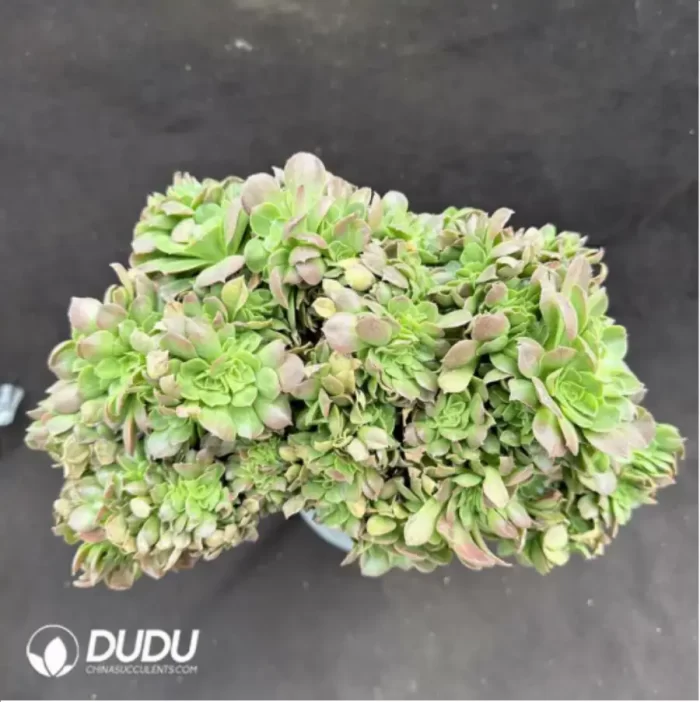 Aeonium canariense var. canariense Cristate - Image 3