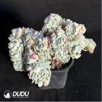 Echeveria Rose Moon Shadow Embellishment crested Cristate - Image 3