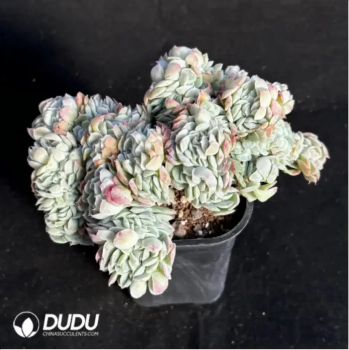 Echeveria Rose Moon Shadow Embellishment crested Cristate - Image 3