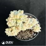 Echeveria  Frosty .Cristate Clustering - Image 3