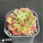 Echeveria Caroline - Image 3