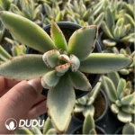 Kalanchoe Tomentosa Variegated - Image 3