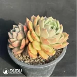 Echeveria Ice city 
Double Head - Image 3