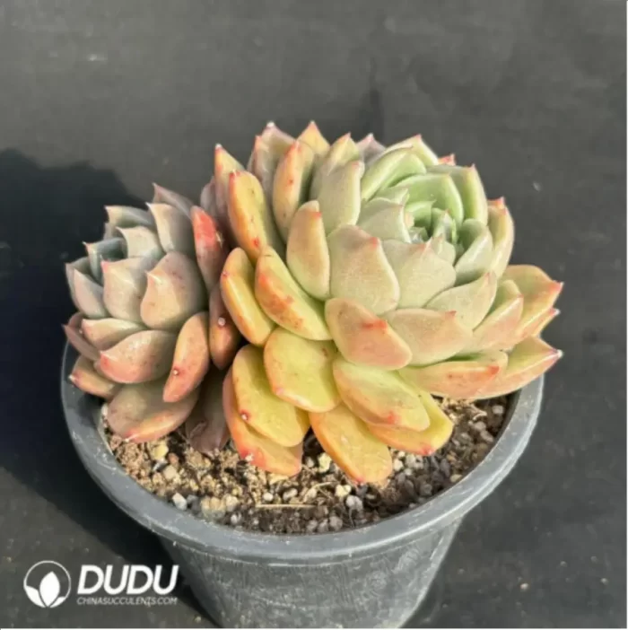 Echeveria Ice city 
Double Head - Image 3