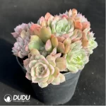 Echeveria Onslow
Clustering - Image 3