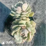 Echeveria Pink Laura
Double Head - Image 3