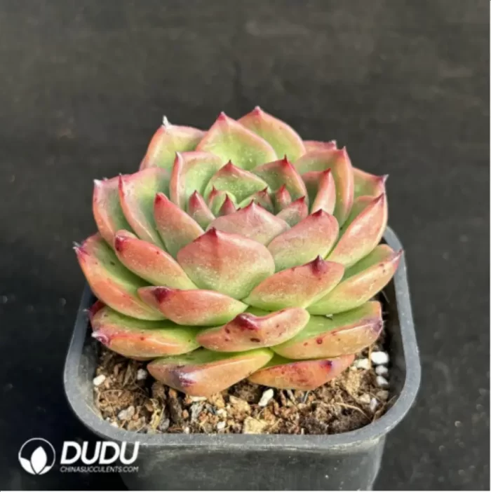 Echeveria Charleston - Image 3